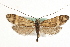  ( - MM15511)  @15 [ ] CreativeCommons - Attribution (2010) Unspecified Centre for Biodiversity Genomics