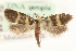  ( - MM15515)  @11 [ ] CreativeCommons - Attribution (2010) Unspecified Centre for Biodiversity Genomics