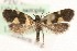  ( - MM15516)  @13 [ ] CreativeCommons - Attribution (2010) Unspecified Centre for Biodiversity Genomics