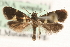  ( - MM15517)  @14 [ ] CreativeCommons - Attribution (2010) Unspecified Centre for Biodiversity Genomics