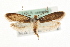  (Tinea svenssoni - MM15525)  @15 [ ] CreativeCommons - Attribution (2010) Unspecified Centre for Biodiversity Genomics