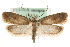  (Agonopterix putridella - MM15554)  @15 [ ] CreativeCommons - Attribution (2010) Unspecified Centre for Biodiversity Genomics
