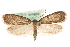 (Agonopterix conterminella - MM15555)  @15 [ ] CreativeCommons - Attribution (2010) Unspecified Centre for Biodiversity Genomics