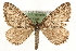  ( - MM15805)  @15 [ ] CreativeCommons - Attribution (2010) Unspecified Centre for Biodiversity Genomics