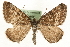  ( - MM15806)  @15 [ ] CreativeCommons - Attribution (2010) Unspecified Centre for Biodiversity Genomics