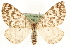  ( - MM15811)  @14 [ ] CreativeCommons - Attribution (2010) Unspecified Centre for Biodiversity Genomics