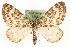  (Heterothera serraria - MM15812)  @14 [ ] CreativeCommons - Attribution (2010) Unspecified Centre for Biodiversity Genomics