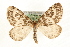  ( - MM15813)  @13 [ ] CreativeCommons - Attribution (2010) Unspecified Centre for Biodiversity Genomics