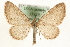  (Eupithecia cauchiata - MM15819)  @15 [ ] CreativeCommons - Attribution (2010) Unspecified Centre for Biodiversity Genomics