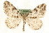  ( - MM15840)  @13 [ ] CreativeCommons - Attribution (2010) Unspecified Centre for Biodiversity Genomics