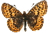  (Boloria frigga - MM13984)  @15 [ ] CreativeCommons - Attribution (2010) Unspecified Centre for Biodiversity Genomics