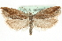  ( - MM14123)  @13 [ ] CreativeCommons - Attribution (2010) Unspecified Centre for Biodiversity Genomics