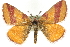  (Lythria cruentaria - MM14395)  @15 [ ] CreativeCommons - Attribution (2010) Unspecified Centre for Biodiversity Genomics