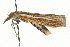  ( - MM14676)  @13 [ ] CreativeCommons - Attribution (2010) Unspecified Centre for Biodiversity Genomics