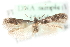  ( - MM15604)  @12 [ ] CreativeCommons - Attribution (2010) Marko Mutanen Centre for Biodiversity Genomics