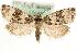  ( - MM15685)  @14 [ ] CreativeCommons - Attribution (2010) Marko Mutanen Centre for Biodiversity Genomics