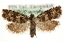  (Phiaris septentrionana - MM15687)  @14 [ ] CreativeCommons - Attribution (2010) Marko Mutanen Centre for Biodiversity Genomics