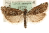  ( - MM15729)  @15 [ ] CreativeCommons - Attribution (2010) Marko Mutanen Centre for Biodiversity Genomics
