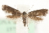  (Phaulernis dentella - MM15750)  @14 [ ] CreativeCommons - Attribution (2010) Marko Mutanen Centre for Biodiversity Genomics