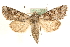 ( - MM15891)  @14 [ ] CreativeCommons - Attribution (2010) Unspecified Centre for Biodiversity Genomics