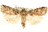  (Opigena - MM15894)  @15 [ ] CreativeCommons - Attribution (2010) Unspecified Centre for Biodiversity Genomics
