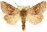  (Xestia tecta - MM15898)  @15 [ ] CreativeCommons - Attribution (2010) Unspecified Centre for Biodiversity Genomics