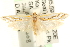  ( - MM11469)  @14 [ ] CreativeCommons - Attribution (2010) Unspecified Centre for Biodiversity Genomics
