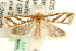  ( - MM11475)  @13 [ ] CreativeCommons - Attribution (2010) Unspecified Centre for Biodiversity Genomics