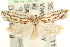  ( - MM11480)  @15 [ ] CreativeCommons - Attribution (2010) Unspecified Centre for Biodiversity Genomics