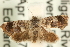  ( - MM15203)  @14 [ ] CreativeCommons - Attribution (2010) Unspecified Centre for Biodiversity Genomics
