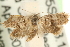  ( - MM15204)  @13 [ ] CreativeCommons - Attribution (2010) Unspecified Centre for Biodiversity Genomics