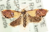  ( - MM15212)  @14 [ ] CreativeCommons - Attribution (2010) Unspecified Centre for Biodiversity Genomics