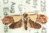  ( - MM15214)  @14 [ ] CreativeCommons - Attribution (2010) Unspecified Centre for Biodiversity Genomics