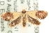  ( - MM15222)  @14 [ ] CreativeCommons - Attribution (2010) Unspecified Centre for Biodiversity Genomics