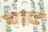  ( - MM15224)  @14 [ ] CreativeCommons - Attribution (2010) Unspecified Centre for Biodiversity Genomics