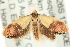  ( - MM15245)  @14 [ ] CreativeCommons - Attribution (2010) Unspecified Centre for Biodiversity Genomics