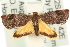  ( - MM15250)  @13 [ ] CreativeCommons - Attribution (2010) Unspecified Centre for Biodiversity Genomics