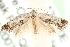 ( - MM15253)  @14 [ ] CreativeCommons - Attribution (2010) Unspecified Centre for Biodiversity Genomics