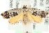  ( - MM15285)  @14 [ ] CreativeCommons - Attribution (2010) Unspecified Centre for Biodiversity Genomics
