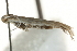  ( - MM13704)  @13 [ ] CreativeCommons - Attribution (2010) Unspecified Centre for Biodiversity Genomics