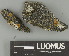  ( - H9247598)  @11 [ ] by-nc (2025) Erkka Laine Luomus