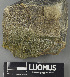  (Teratosphaeriaceae - H9243568)  @11 [ ] by-nc (2024) Erkka Laine Luomus
