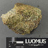  ( - H9243107)  @11 [ ] by-nc (2024) Erkka Laine Luomus