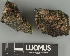  ( - H9247609)  @11 [ ] by-nc (2025) Erkka Laine Luomus