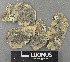  (Lecanora cf. fuscescens - H9243578)  @11 [ ] by-nc (2024) Erkka Laine Luomus