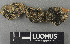  (Thermutis - H9243591)  @11 [ ] by-nc (2024) Erkka Laine Luomus