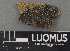  (Rhizocarpon polycarpum - H9243129)  @11 [ ] by-nc (2024) Erkka Laine Luomus