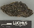  (Pterygiopsis - H9247636)  @11 [ ] by-nc (2025) Erkka Laine Luomus