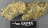  (Davidiellaceae - H9243233)  @11 [ ] by-nc (2024) Erkka Laine Luomus