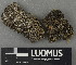  ( - H9243046)  @11 [ ] by-nc (2024) Erkka Laine Luomus